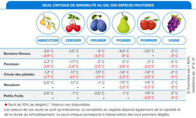 Tableau récapitulatif des arbres fruitiers qui craignent le plus le gel