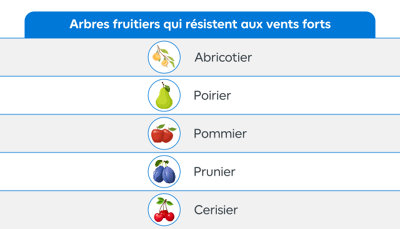Tableau récapitulatif des arbres fruitiers qui résistent aux vents