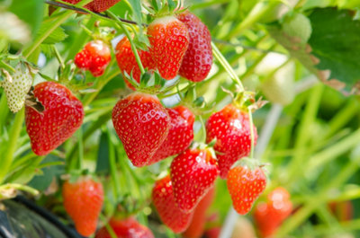 Photo de fraisiers