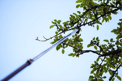 Tailler les arbres fruitiers