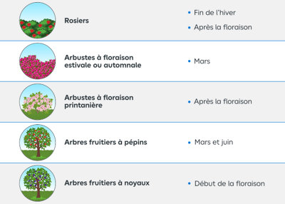 Tailler les arbres fruitiers