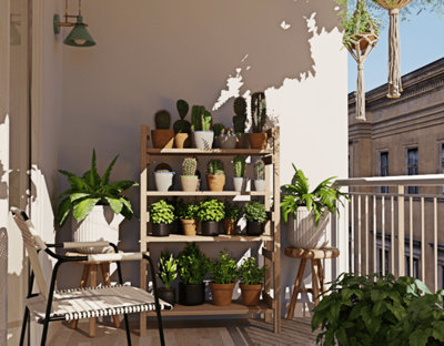 bamboo plant to buy 8