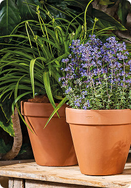 Pot de fleurs