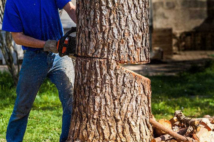 Abattre un arbre
