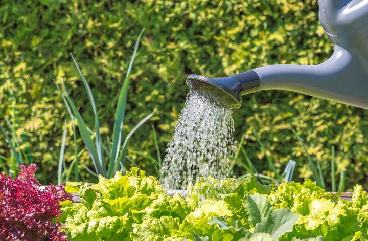 Comment arroser les plantes et le potager ?