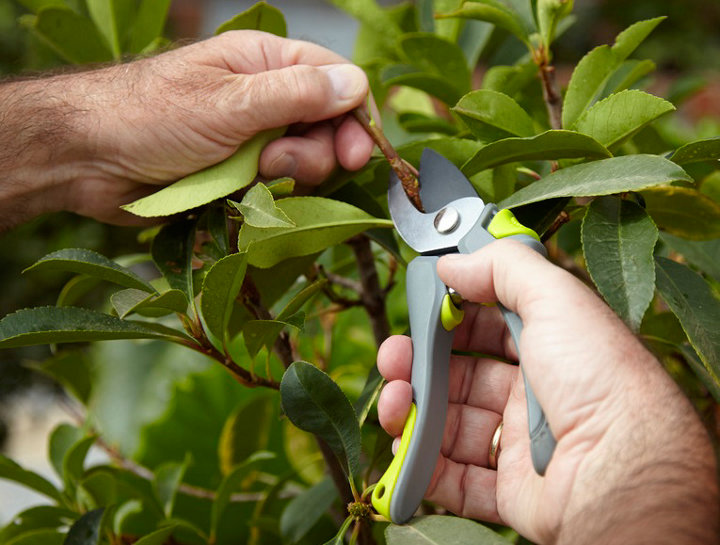 Les outils de coupe pour le jardinage