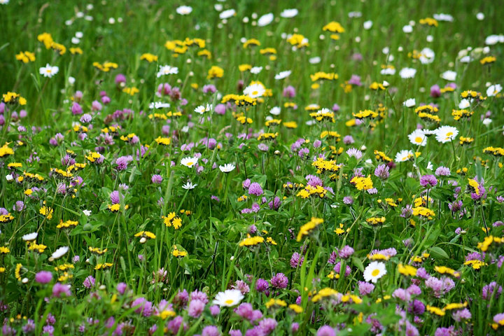 Jardin fleuri